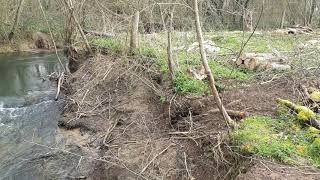 Gestion des arbres en bord de rivières hautes tiges ou têtard?