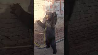 ریچھ کا ڈانس۔ #bear #shorts