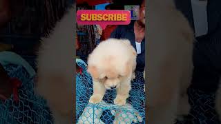 TEADY BEAR NOT | PUPPY HOT | CHOW CHOW BREED | GALIFF STREET | PET MARKET | KOLKATA | 06.08.2023