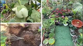 My terrace garden update 🪴February garden work 🪴 Repotting plants