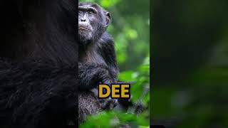 Clash of the Primates: The Intense Gombe Chimpanzee War