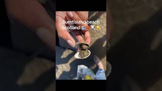 At the beach, Scotland #shorts #shortyoutube #beach #scotland #seecreatures #crab