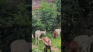 Les chèvres sont contentes de s'occuper de ça !