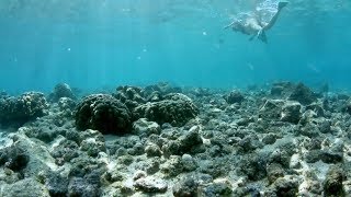 Reefs At Risk - is your sunscreen killing the reef?