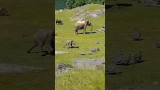 Cute Baby Elephant trips while playing with GinePaul birds