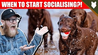 WHEN TO START SOCIALISING MY LABRADOR PUPPY