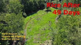 Rice for Duck Hunting at 49 Days | Planting for Ducks.