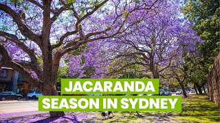 Jacaranda season in Sydney