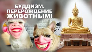 В буддизме после смерти можно стать животным!