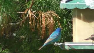 INDIGO BUNTING