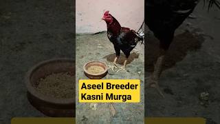 Aseel Breeder Kasni Murga || #aseelmurga #aseelmurgalover #shortvideo #viralvideo