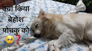 A Day in the Life with my Puppy 🐶 | पोचकु की शरारतें | German Spitz 🐾 | VLOG