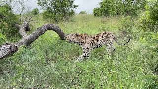 A large male leopard mating with a female