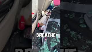 HE LEFT HIS DOG INSIDE! #stories #viral #fyp #cars #story