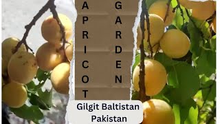 Apricot Garden Gilgit Baltistan Pakistan|| Travelling with Tanoli | Urdu Sad Poetry| Urdu Poetry|