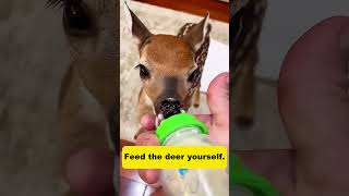 Cute baby deer #deer #babydeer  #animalshorts