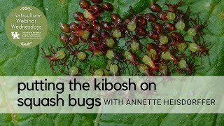 Putting the Kibosh on Squash Bugs