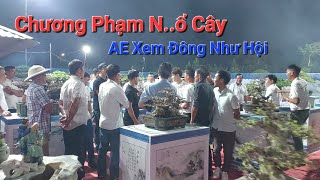 BẤT NGỜ CHƯƠNG PHẠM sở hữa được CÂY SI QUÝ tại sân chơi GIA LỘC - HẢI DƯƠNG .