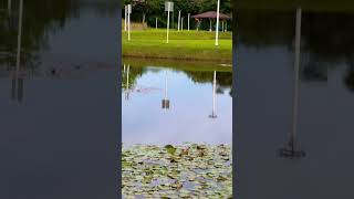 Lorong Halus Wetland