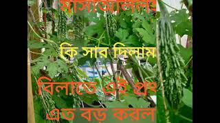 বিলাতে এই প্রথম করলা গাছে এত করলা BitterGourd with spider net#bitter#bitter