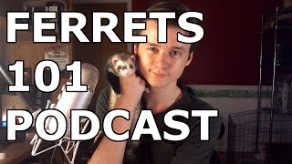 Ferrets 101 Podcast: Expectations vs reality #1 [Language & blood warning]