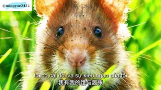 Thế giới động vật---Hamster bụng đen