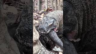 komodo swallowing a huge wild pig.........