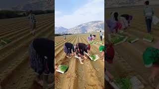 Villagers are planting vegetables