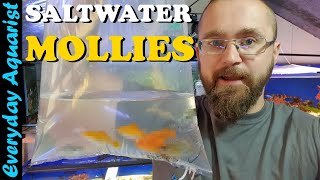 Adding GIANT SAILFIN MOLLIES To SALTWATER Aquarium *Acclimation*