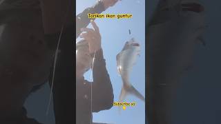 Sambaran ikan guntur memang ganas.#fyp #viral #viralyoutubevideo