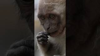 Closeup of a monkey #nature #shorts