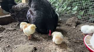 English cottage garden spring chicks and fairytale wishing well.