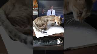 why he sleep on my copy | cat video  #shorts #catvideo