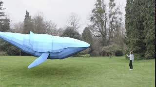 BSc Digital Media Production - Sky Whale 2