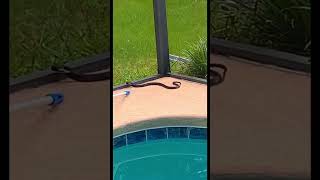 There’s a SNAKE in my Pool😱OMG  #florida #orlando #snake #pool #floridalife #floridahomes #reptile