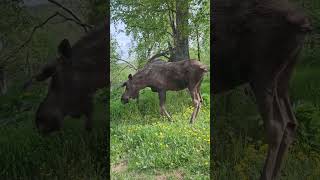 Moose right outside my bedroom window!