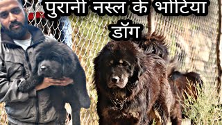 Old line bhotia dog puppy for sale , best guard dog breed Indian dog breed dog Uttarakhand Wale