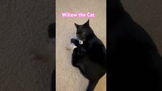 Willow the Cat #love #funny #viralvideo #shorts