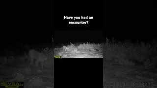 Mountain lion trail cam footage. Have you had an encounter in the wild, share in the comments!