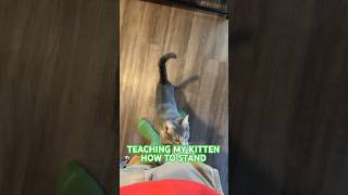 TEACHING MY KITTEN HOW TO STAND PT 2