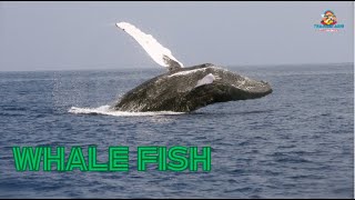 Information about | Whales | Teacher Aids | Australia