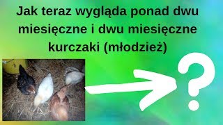 Jak teraz wyglądają #10 - Ponad dwu miesięczne i dwu miesięczne kurczaki (młodzież)