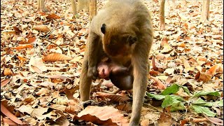 STOP STOP AMARA...ANNIE BREAKING NECK BECAUSE OF YOUNG MUM AMARA STRONG REJECTED AND WEANING.