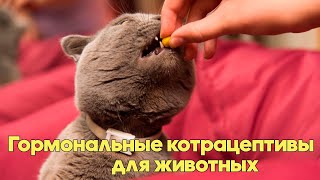 ГОРМОНАЛЬНЫЕ КОНТРАЦЕПТИВЫ ДЛЯ ЖИВОТНЫХ - Стоит Ли Применять? Советы Ветеринарного Врача.