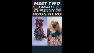 Meet Two Smart Funny Cute Dogs Hero #shorts #funnydoggydog #Shortsvideo #Youtubeshorts #