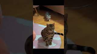 ❤️Funny Cats ❤️2022❤️Animals #shorts #cat #cats #kitten #kittens #kittensofinstagram #kittensmeowing