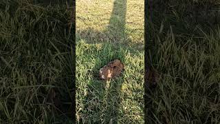 WHAT IS IT?!! #shorts #trending #viralvideo #farming