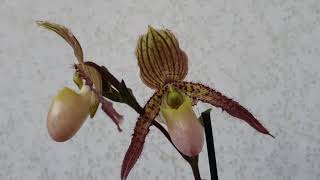 Пафиопедилум Конколор расцвел/Paphiopedilum Concolor in bloom