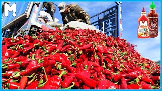 🌶️ Awesome Chili Farming Agriculture Technology - Paprika Harvesting & Processing Technology Machine