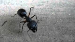 two ants ar talking